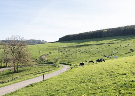 backlit hillside meadow with black and white spotted cows and shadows in german sauerland in spring