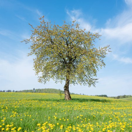 Blauer Himmel über der Frühlingswiese voller gelber Löwenzahne im Sauerland mit einsamem Baum