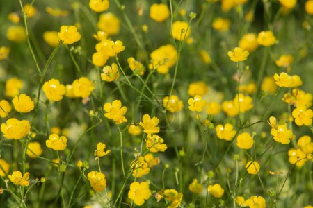 closeup of yellow buttercups in summer meadow with geen background