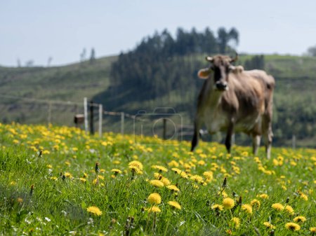 gehörnte beige Kuh auf der Löwenzahnwiese im Sauerland unter blauem Himmel im Frühling