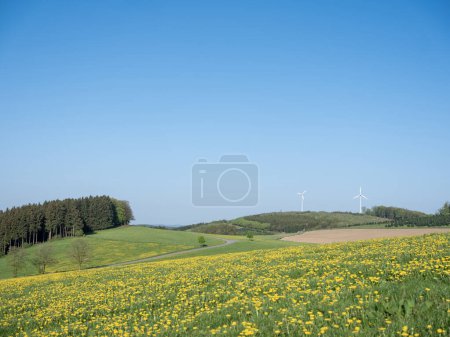 blue sky over spring meadow full of yellow dandelions in german sauerland with lonely tree