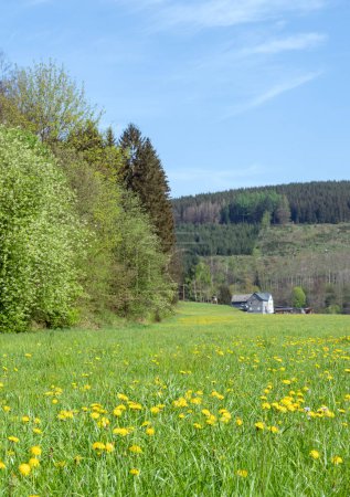 flores florecientes y árboles con granja distante en valle cerca de Winterberg en sauerland bajo cielo azul en primavera
