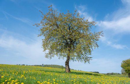 Blauer Himmel über der Frühlingswiese voller gelber Löwenzahne im Sauerland mit einsamem Baum
