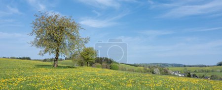cielo azul sobre prado primaveral lleno de dientes de león amarillos en sauerland alemán con árbol solitario