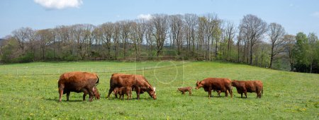 pâturage des vaches brunes et des veaux dans le pré printanier de sauerland allemand