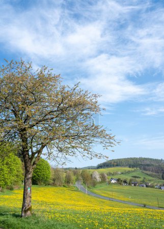 cielo azul sobre prado primaveral lleno de dientes de león amarillos en sauerland alemán con árbol solitario..