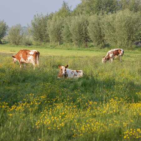 rot-weiß gefleckte Kühe und gelbe Blumen im schönen Morgensonnenlicht im Frühling bei utrecht in den Niederlanden unter blauem Himmel