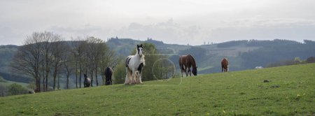 hills and horses in german countryside of sauerland in spring
