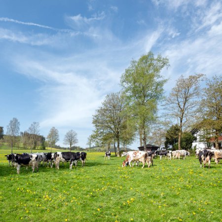 vacas blancas y negras y dientes de león amarillos en el prado de primavera cerca de Winterberg en el sauerland alemán bajo el cielo azul