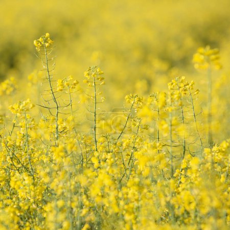 Photo for Rapeseed plants closeup in agricultural field - Royalty Free Image