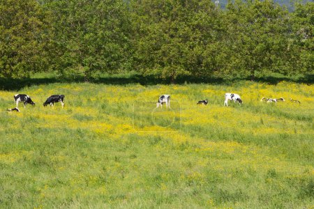 young black and white spotted calves in green summer meadow with yellow buttercups