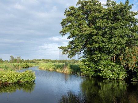 canal through reed landscape of national park weerribben wieden in dutch province of overijssel