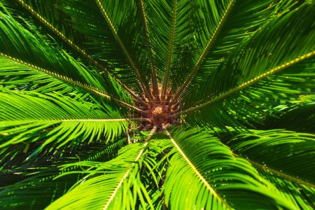 Téléchargez les photos : Sago Palm ou Cycas Revoluta ou photo de fond de cyca japonais. Vue de dessus de Sago Palm. Plantes décoratives. - en image libre de droit