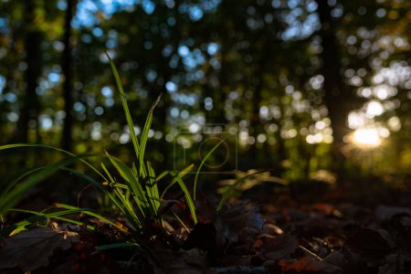 Foto de Grasses or crops illuminated by sunlight in focus. Carbon net zero concept photo. Earth Day or World Environment Day background photo. - Imagen libre de derechos