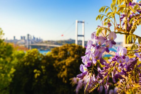 Téléchargez les photos : Wisteria fleurs et paysage urbain d'Istanbul sur le fond. printemps à Istanbul. - en image libre de droit