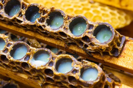 Royal jelly. Opened queen cups full with royal jellies in focus. Artificial queen bee production. Apiculture or beekeeping concept photo.
