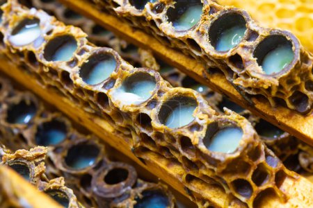 Organic royal jelly production background photo. Macroview of bee queen cells full with royal jelly in focus.