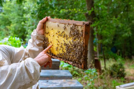 Photo for Beekeeper or apiarist looking and pointing a honeycomb frame in apiary. Apiculture background photo. - Royalty Free Image