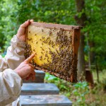 Beekeeper or apiarist looking and pointing a honeycomb frame in apiary. Apiculture background photo.