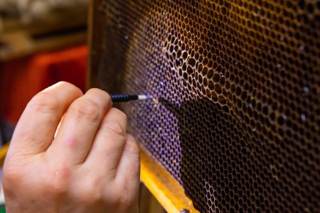 Téléchargez les photos : L'apiculteur extrait les œufs d'abeilles du nid d'abeille pour produire la gelée royale. Gelée royale production ou greffage photo de fond. - en image libre de droit