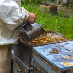 Beekeeper using a bee smoker for checking the beehive. Apiculture or beekeeping background photo.