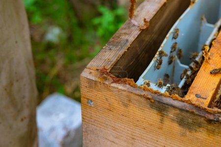 Photo for Raw bee glue or propolis on the wooden beehive in focus. Apiculture or beekeeping background photo. - Royalty Free Image