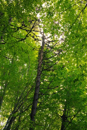 Téléchargez les photos : Photo de fond vertical forêt. Concept de neutralité carbone. un arbre aux branches sans feuilles dans la forêt. - en image libre de droit