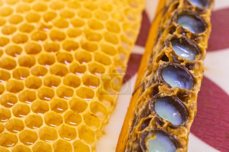Bienenzellen voll mit Gelee Royale im Fokus. Gelee Royal oder Bienenkönigin-Veredelungsprozess