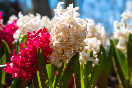 Pink and white hyacinths in focus. Springtime concept photo.