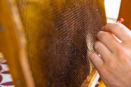 Apiarist removes the bee eggs from honeycomb for grafting process. Beekeeping concept photo. Selective focus.
