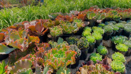 Photo for Panorama White puffy clouds Organized potted echeveria varieties and grass succulents on top on a layered concrete piles. There are green echeveria plants on the left and frilly echeveria with red margins on the right. - Royalty Free Image