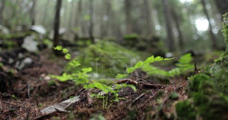 Foto de Planta del bosque hojas de primer plano en la selva tropical y la aparición de un viajero masculino en el fondo en desenfoque. - Imagen libre de derechos