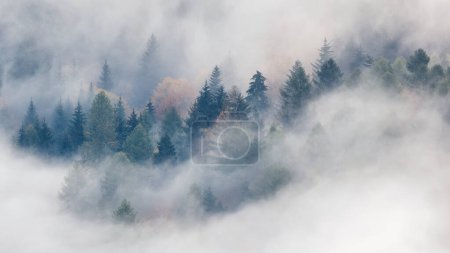 Photo for Misty forest valley in autumn morning. The Sulov Rocks, national nature reserve in northwest of Slovakia, Europe. - Royalty Free Image