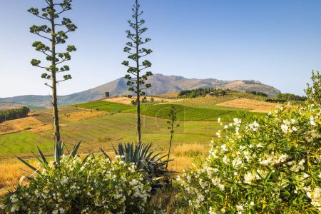 Téléchargez les photos : Sicile, vue d'une fleur en face du paysage montagneux intérieur, au nord-ouest de l'île près de l'ancienne ville de Segesta, Italie, Europe. - en image libre de droit