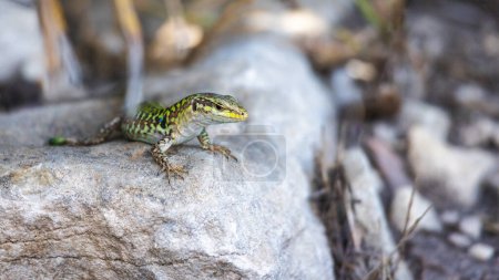 Foto de Una vista de un lagarto sobre una roca en el paisaje de Sicilia, Italia, Europa. - Imagen libre de derechos