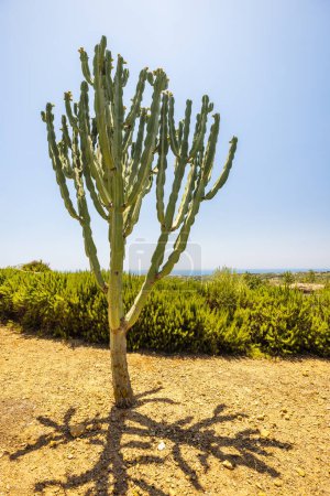 Foto de Cactus creciendo en Sicilia, Italia, Europa. - Imagen libre de derechos