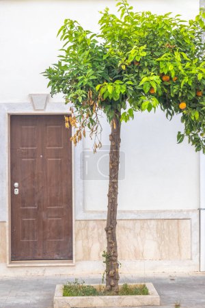 Téléchargez les photos : Un oranger aux fruits poussant dans la rue de la ville. Mazara del Vallo, une ville dans le sud-ouest de la Sicile en Italie, Europe. - en image libre de droit