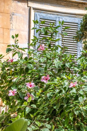 Photo for White Kauai rosemallow (Hibiscus waimeae) flower in Marsala town at Sicily, Italy, Europe. - Royalty Free Image