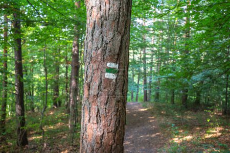 Photo for Tourist trail sign on a tree in the forest. - Royalty Free Image