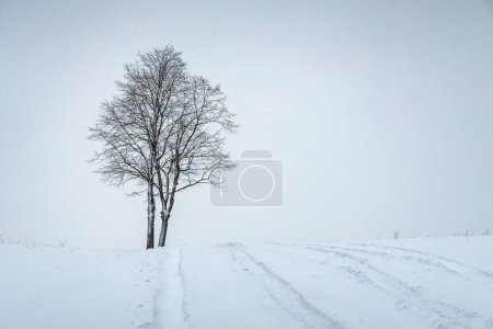Téléchargez les photos : Un arbre solitaire dans un paysage enneigé blanc. - en image libre de droit
