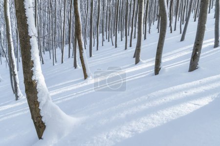 Foto de Paisaje invernal de bosque con árboles cubiertos de nieve fresca. - Imagen libre de derechos