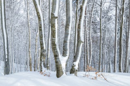 Foto de Paisaje invernal de bosque con árboles cubiertos de nieve fresca. - Imagen libre de derechos