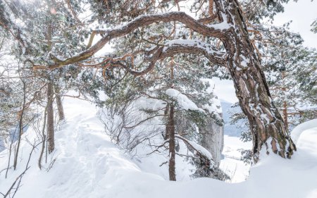 Téléchargez les photos : Paysage hivernal de forêt avec des arbres recouverts d'une neige fraîche. - en image libre de droit