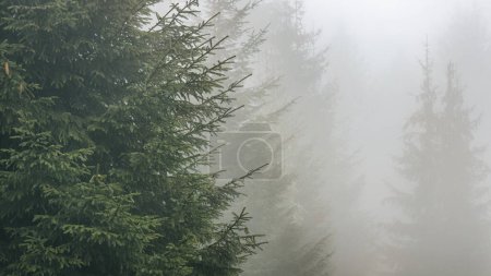Téléchargez les photos : Paysage brumeux avec des conifères à l'automne. - en image libre de droit