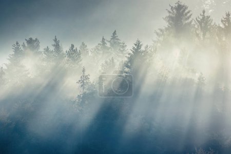 Téléchargez les photos : Paysage d'automne, rayons du soleil illuminant les arbres dans le brouillard. The Sulov Rocks, réserve naturelle nationale au nord-ouest de la Slovaquie, Europe. - en image libre de droit