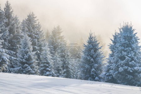 Téléchargez les photos : Beau paysage hivernal d'épinettes enneigées dans le brouillard par temps ensoleillé. Parc national Mala Fatra dans le nord-ouest de la Slovaquie, Europe. - en image libre de droit