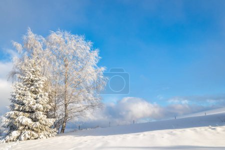 Téléchargez les photos : Arbres enneigés au premier plan du paysage hivernal par temps ensoleillé. Parc national Mala Fatra dans le nord-ouest de la Slovaquie, Europe. - en image libre de droit