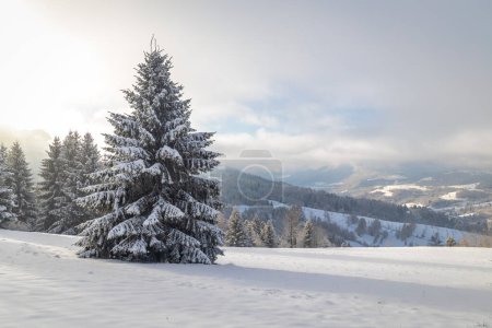 Téléchargez les photos : Épinette enneigée au premier plan du paysage hivernal. Parc national Mala Fatra dans le nord-ouest de la Slovaquie, Europe. - en image libre de droit