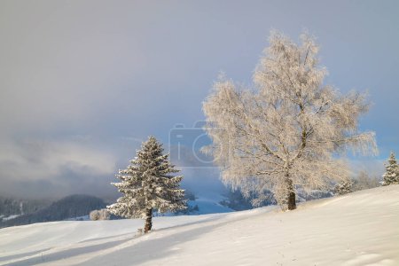 Foto de Árboles nevados en el primer plano del paisaje invernal en un día soleado. El parque nacional Mala Fatra en el noroeste de Eslovaquia, Europa. - Imagen libre de derechos