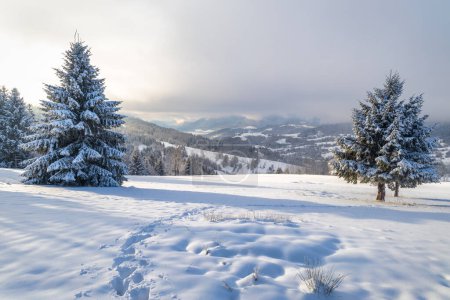 Téléchargez les photos : Paysage hivernal d'épinettes enneigées. Parc national Mala Fatra dans le nord-ouest de la Slovaquie, Europe. - en image libre de droit
